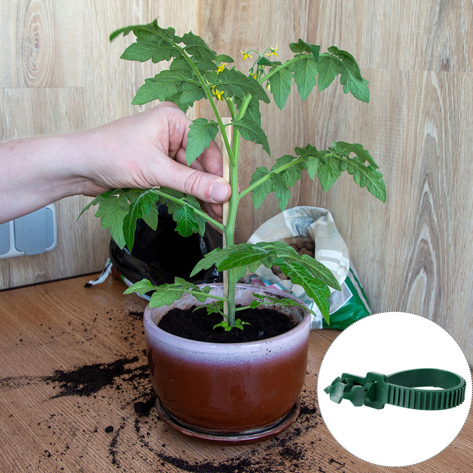 20個入り バイン固定バックル ガーデン植物サポートクリップ - Bonsai Garden Plants のレビューと価格