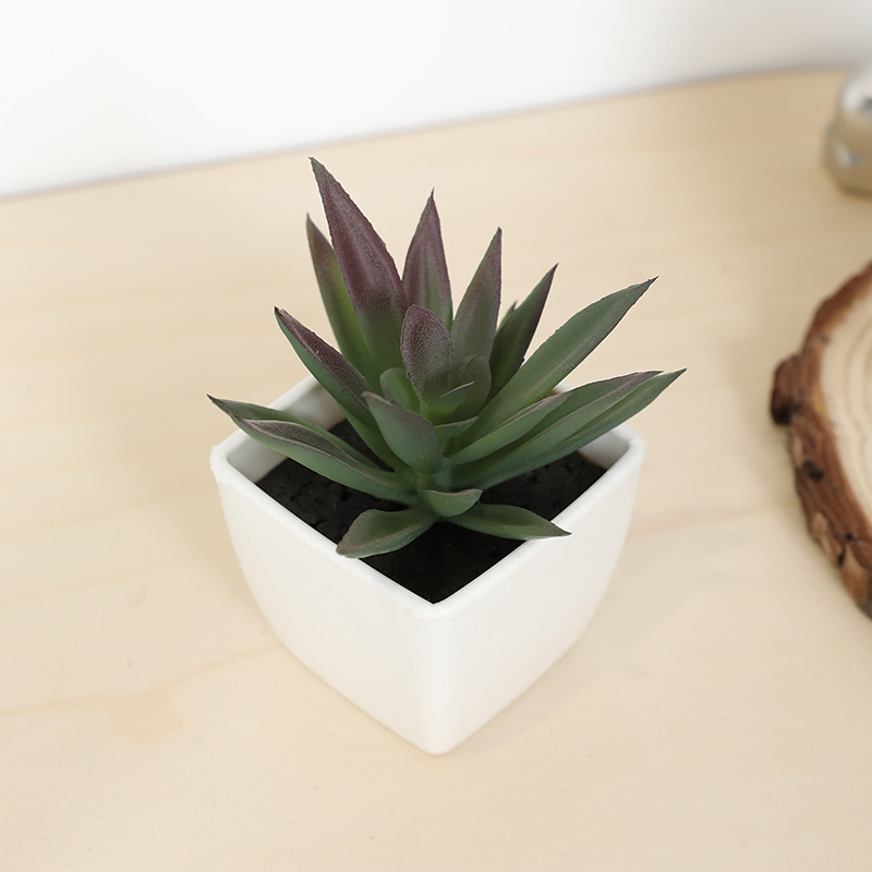 ミニ人工多肉植物フェアリーカップ小さな鉢植え、プラスチック製 - Bonsai Garden Mini のレビューと価格