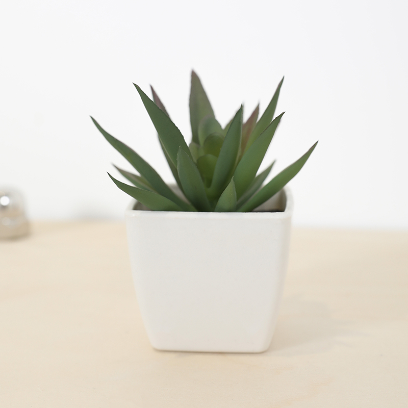 ミニ人工多肉植物フェアリーカップ小さな鉢植え、プラスチック製 - Bonsai Garden Mini のレビューと価格
