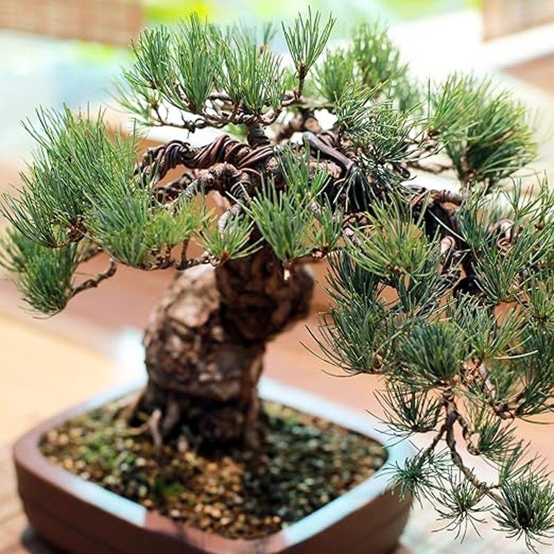 1mm黒色アルミ盆栽ワイヤー、30m柔軟な園芸ワイヤー、植物 - Bonsai Wire Aluminum のレビューと価格